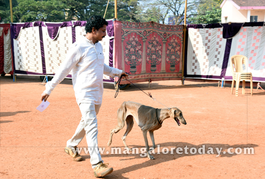 Dog Show 2